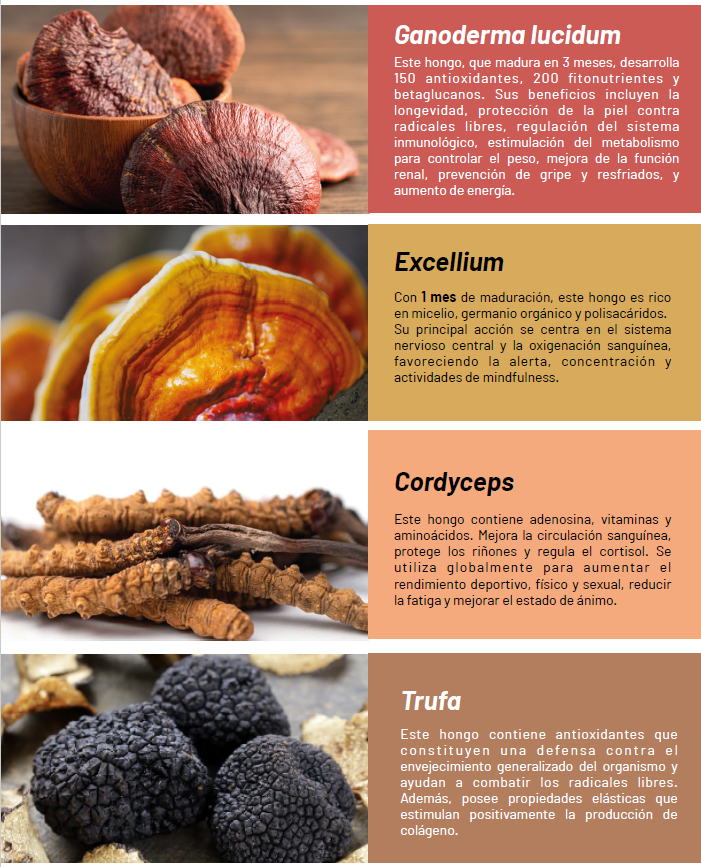 Shampoo Piel & Brillo con Ganoderma